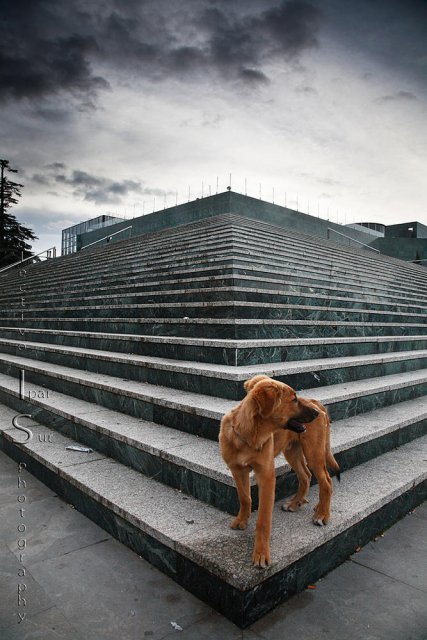 Paseando con perro y cámara