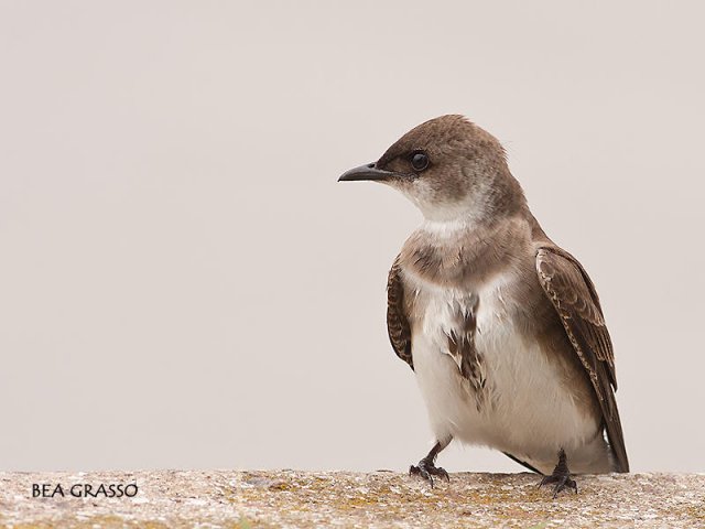 Perfil de Golondrina parda