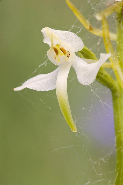 Phatanthera bifolia