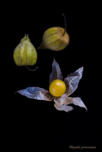 Physalis peruviana