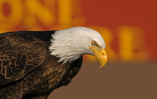 Pigargo americano (Balb Eagle)