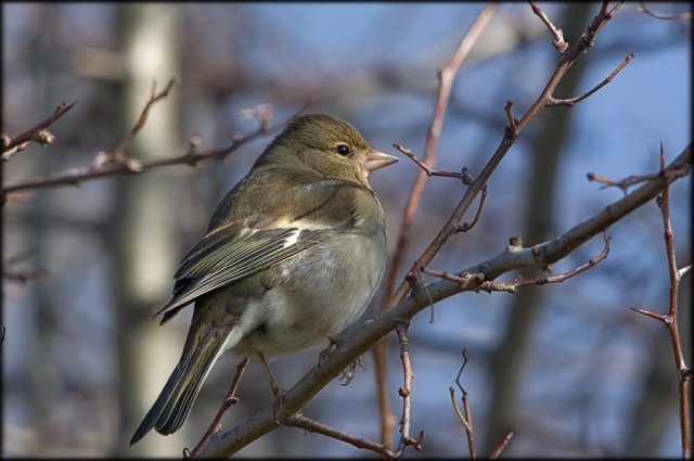 Pinzón vulgar  (Fringilla coelebs)