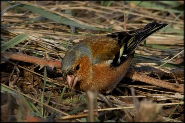 Pinzón vulgar (Fringilla coelebs), macho.