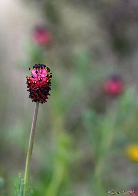 Platycapnos spicata