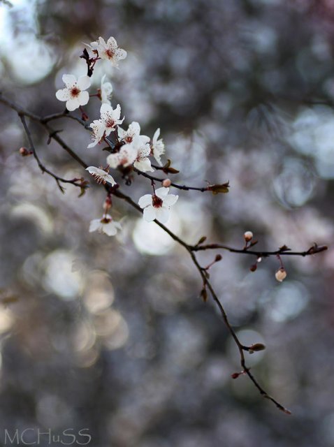 Poema de primavera...