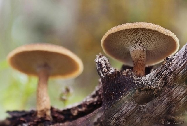 Polyporus arcularius II