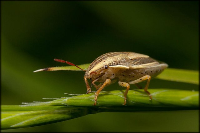 Por la pasarela