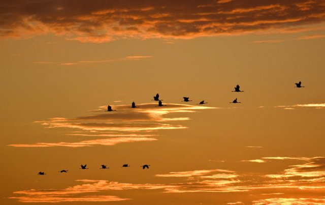 Por tierras de Gallocanta...