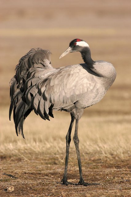 Por tierras de Gallocanta 1