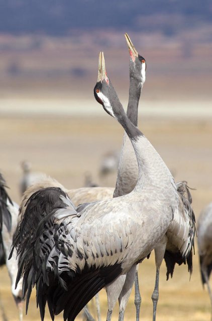 Por tierras de Gallocanta 7