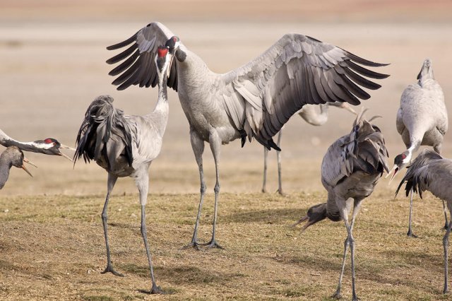 Por tierras de Gallocanta 8