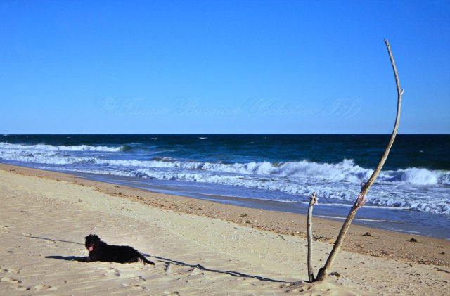 Praia do Barril, Algarve