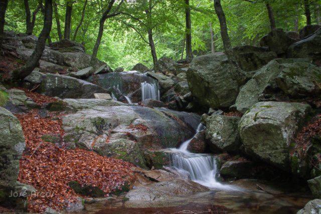 Primavera en el Montseny