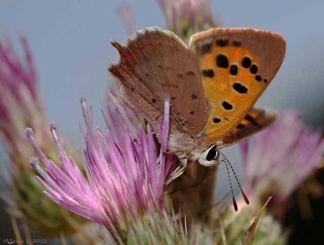 Princesa y cardo (Lycaena phlaeas)     