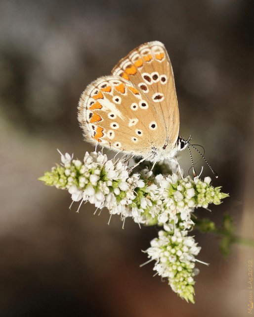 Princesita (Aricia cramera) o casi