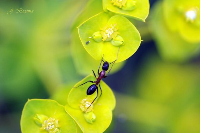 Puente Euphorbia