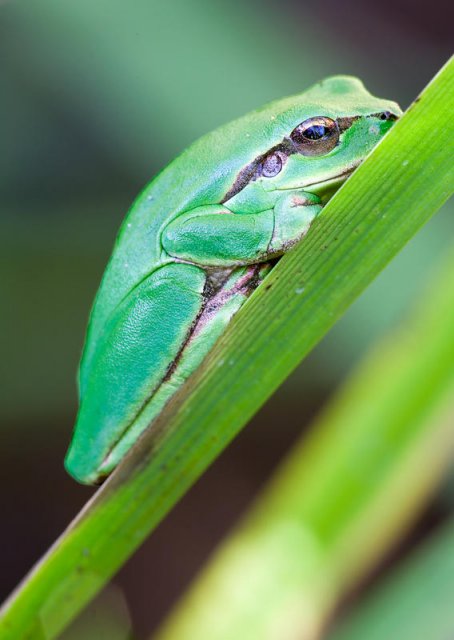 Ranita Meridional