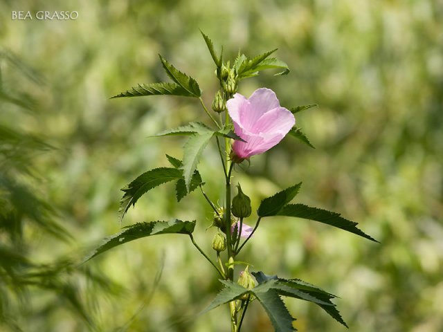 Rosa de río