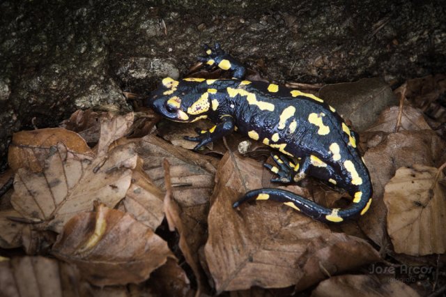 salamandra