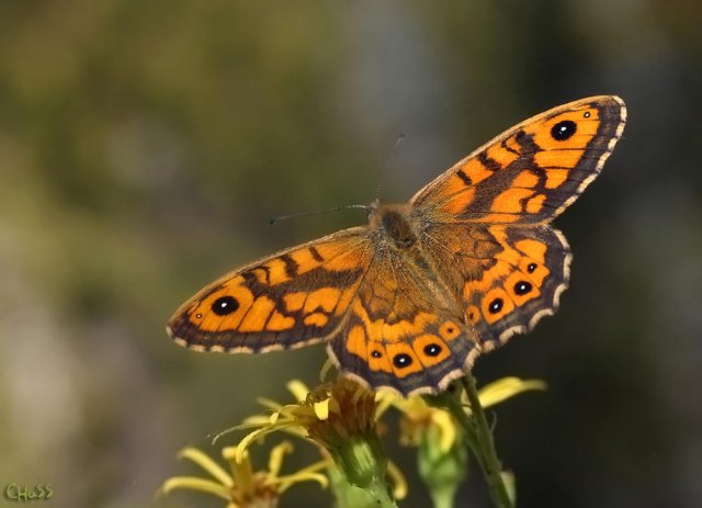 Saltacercas (Lasiommata megera)