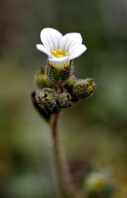 Saxifraga granulata