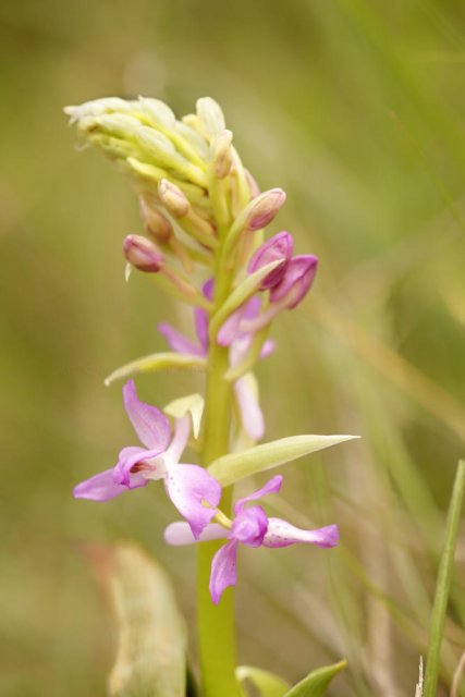 Seguimos con las orchis