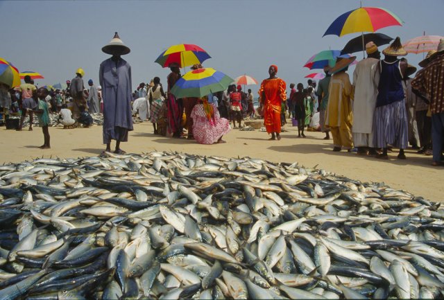 Senegal, reparto de pesca. 