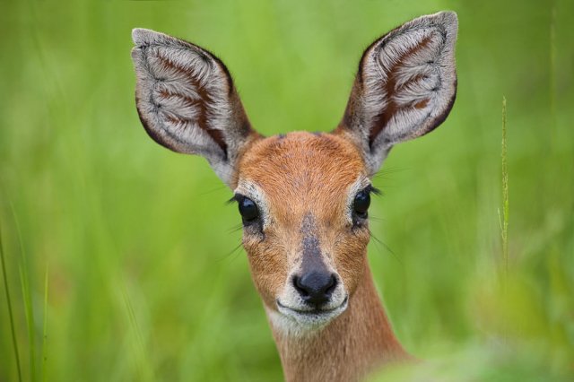 Soy un Steenbok !