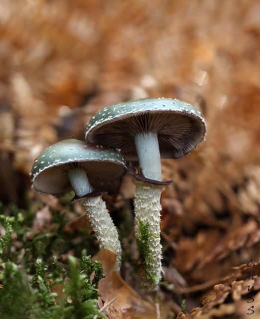 Stropharia aeruginosax2