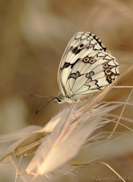 Suave y delicada (Melanargia lachesis)