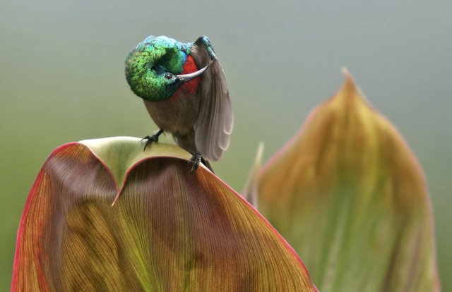 Suimanga ventrioliva (Olive-bellied Sunbird)