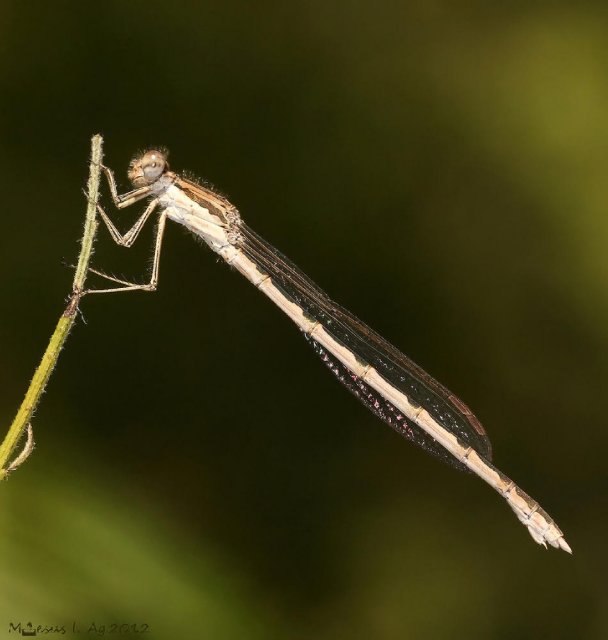 Sympecma fusca hembra