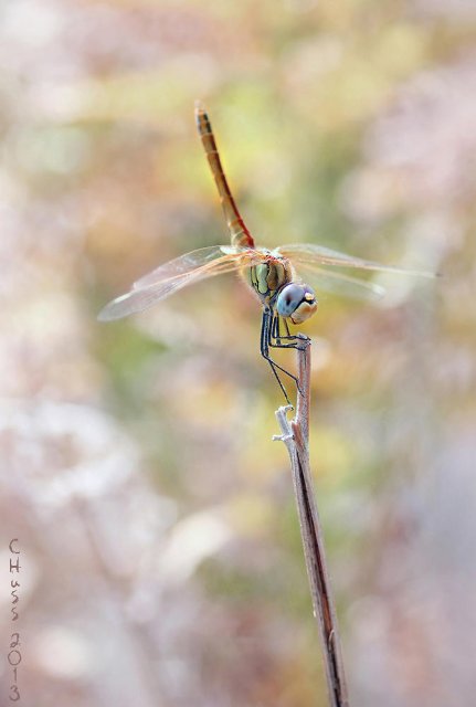 Sympetrum fonscolombi...