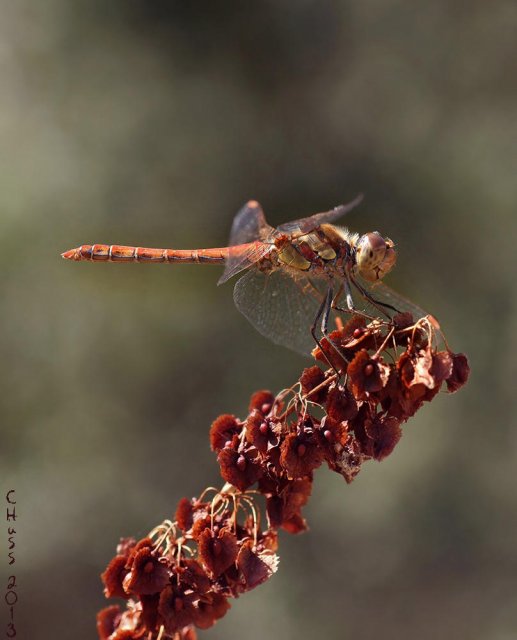 Sympetrum ...