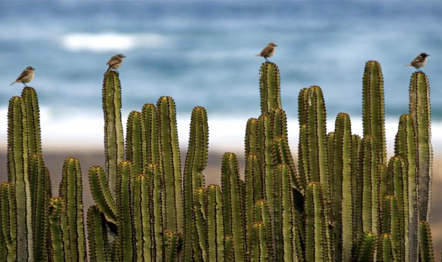 Tarabillas canarias (Fuerteventura Stonechat)