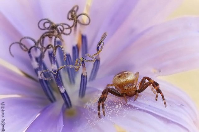 Thomisido en su flor