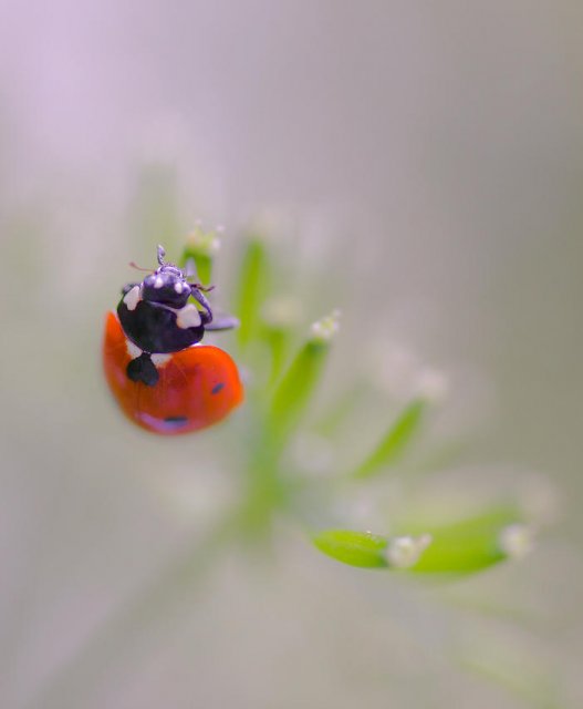 Tiempo de flora