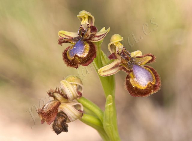 Tiempo de orquideas