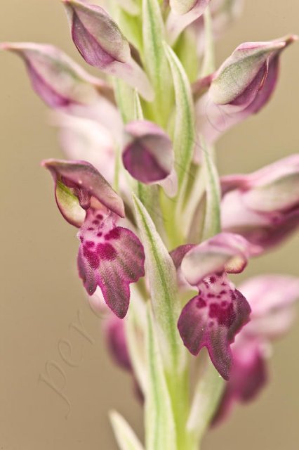 Tiempo de Orquídeas