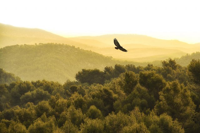 Tierra de rapaces