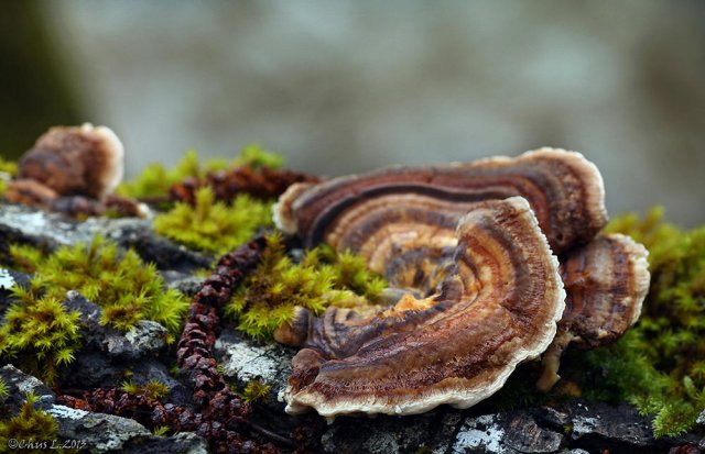 Trametes versicolor