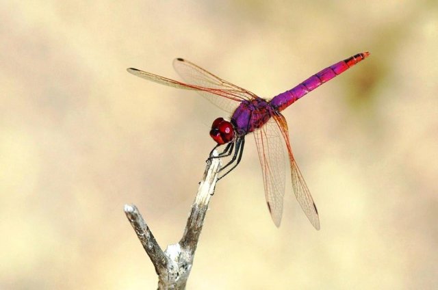 Trithemis annulata