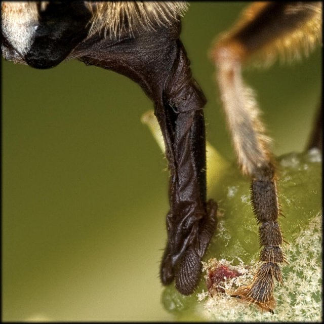 Trompa de cernidora.