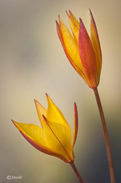 Tulipanes silvestres