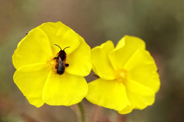 Un poco de macro para variar