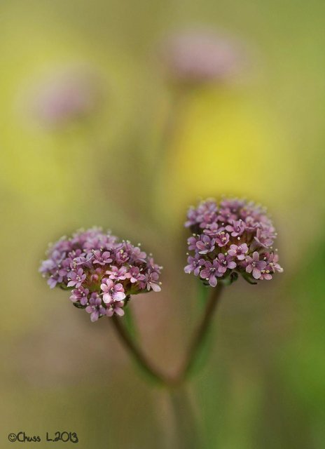 Valerianella coronata