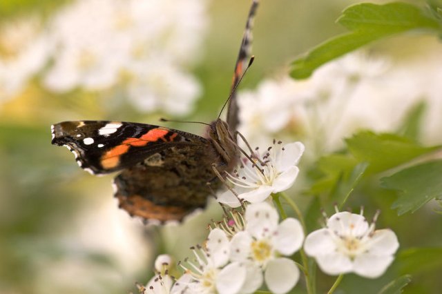 Vanessa Atalanta