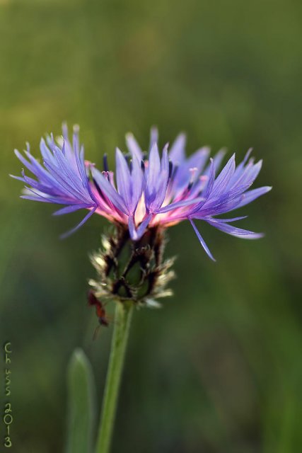 Vi la luz: sentir (Centaurea montana)