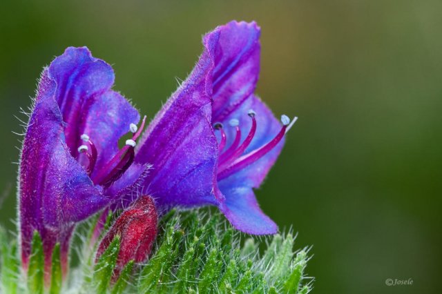 Viborera (Echium vulgare)