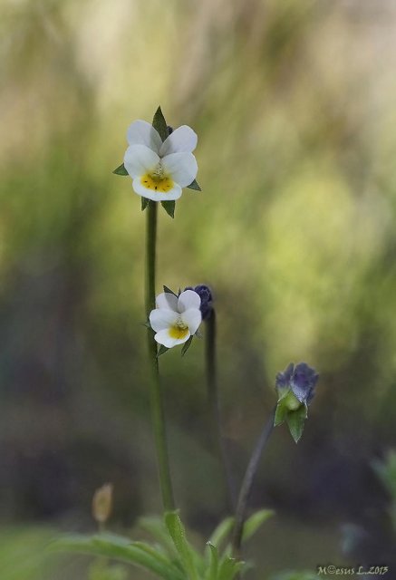 Viola kitaibeliana o violeta 